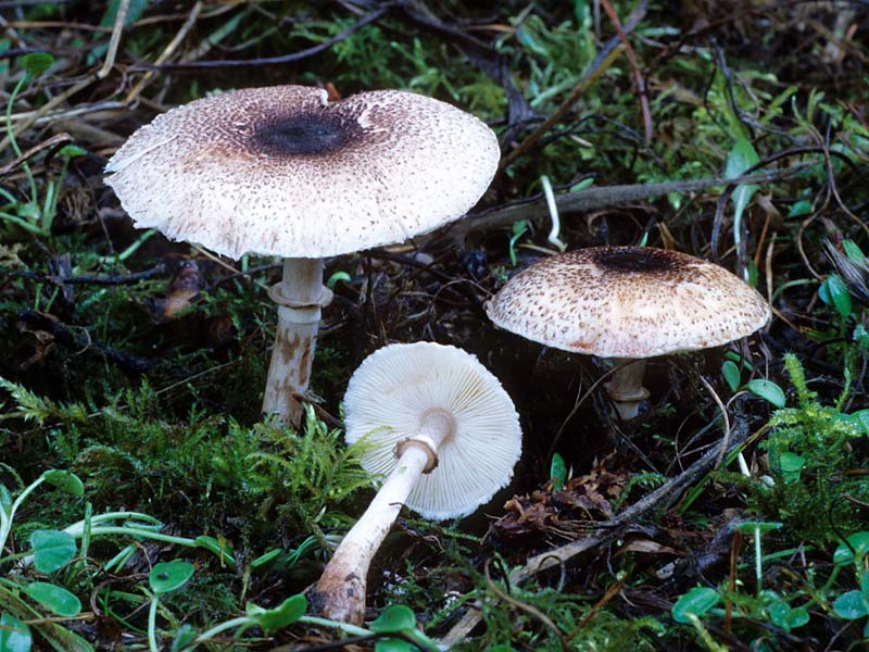 Leucoagaricus erythrophaeus